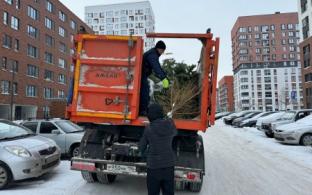 Специалисты напоминают, как правильно выбросить новогоднее дерево
