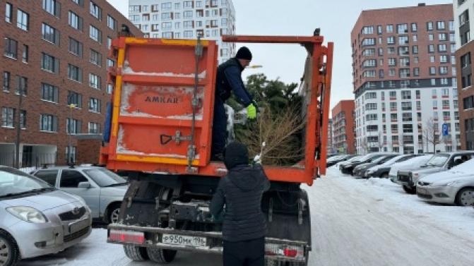 Специалисты напоминают, как правильно выбросить новогоднее дерево