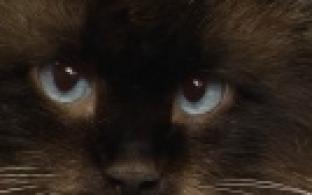 Ищу тебя, хозяин