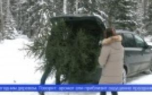 Первоуральцы начали вырубать ели, пихты и сосны к Новому году