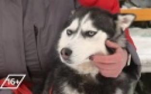 Ищу тебя, хозяин