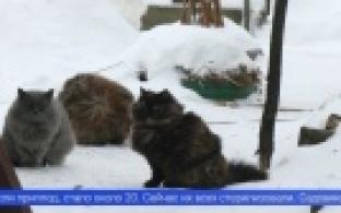 Неравнодушные первоуральцы пытаются спасти бездомных кошек