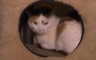 Ищу тебя, хозяин