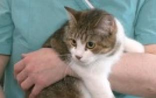 Ищу тебя, хозяин