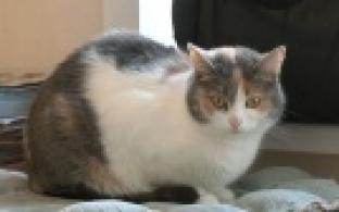 Ищу тебя, хозяин