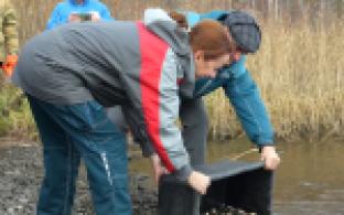 В Волчихинское водохранилище выпустили более 50 тысяч молодых сазанов