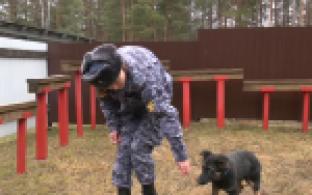 Они будут патрулировать специальные объекты и искать запрещённые вещества