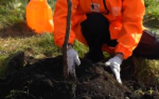 Первоуральские металлурги высадили более 4,5 тысячи деревьев на территории Свердловской области