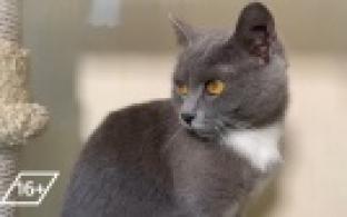 Ищу тебя, хозяин