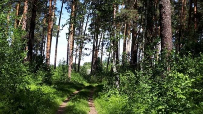 Минприроды региона призывает жителей соблюдать правила пожарной безопасности во время отдыха на природе