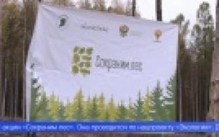 В Первоуральске станет больше сосен и елей