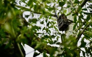 Фотоловушки с начала года помогли поймать 40 нарушителей, которые выкидывали мусор в лесах