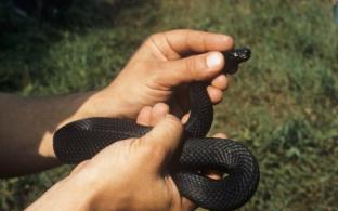 Первоуральске двух детей укусили змеи