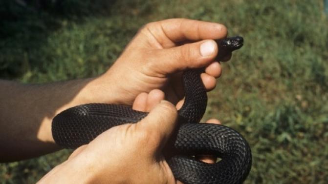 Первоуральске двух детей укусили змеи