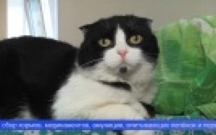 Наш телеканал объявляет о старте благотворительной акции «Лучший друг»