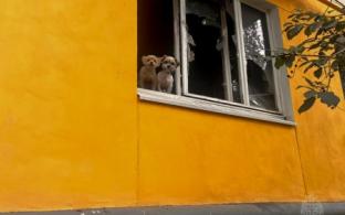 В Первоуральске пожарные спасли из огня двух кошек и двух собак