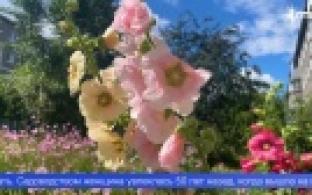 97 летняя жительница Первоуральска разбила большой цветник в одном из дворов