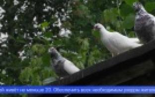 Десятки породистых птиц остались без присмотра