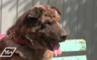 Ищу тебя, хозяин