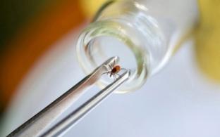 Почти 25 тысяч уральцев пострадали от укусов клещей