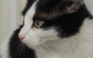 Ищу тебя, хозяин