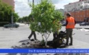 В центре Первоуральска приступили к высадке деревьев и посеву газонной травы