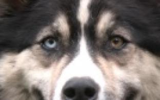 Ищу тебя, хозяин