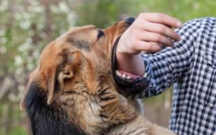 38 маленьких первоуральцев пострадали от укусов собак и кошек