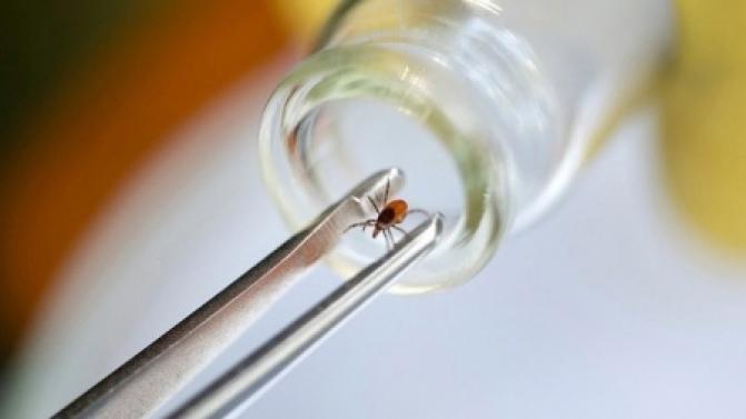 С начала сезона 21 тысяча свердловчан пострадала от присасывания клещей