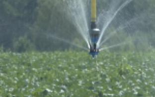 Свердловские аграрии планируют увеличить объёмы производства