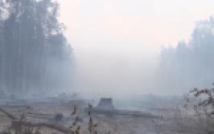 Площадь лесных пожаров в Свердловской области сократилась в 10 раз