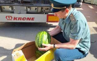 На Урал привезли первую партию арбузов из Узбекистана
