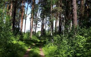 Запрет на посещение лесов установлен на Среднем Урале