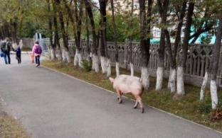 Штрафы за выпас скота в общественных местах введут на Среднем Урале