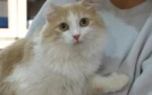 Ищу тебя, хозяин