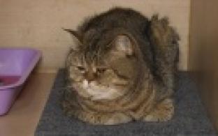 Ищу тебя, хозяин