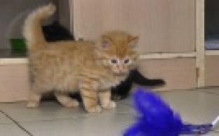 Ищу тебя, хозяин