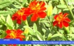 Около 20-ти тысяч цветов высадят в Первоуральске в этом году