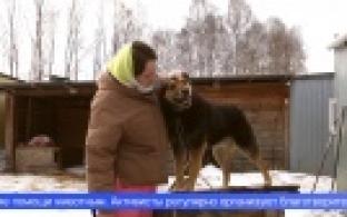 Неравнодушные первоуральцы провели субботник в приюте для бездомных животных