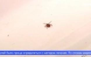 Уже два случая укуса клещей зарегистрировано в Свердловской области