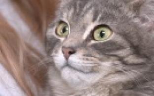 Ищу тебя, хозяин