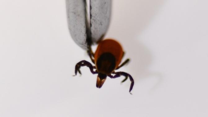 Более двух с половиной тысяч первоуральцев уже подготовились к «клещевому сезону»