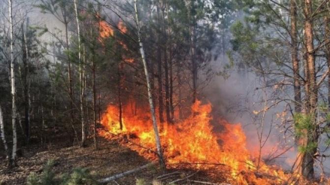 Почти два миллиарда рублей направят на развитие лесного хозяйства Свердловской области в 2024 году