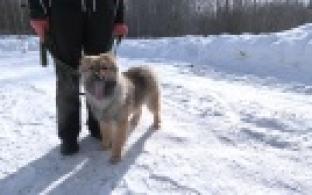 Ищу тебя, хозяин