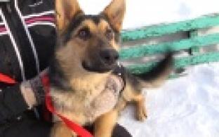 Ищу тебя, хозяин