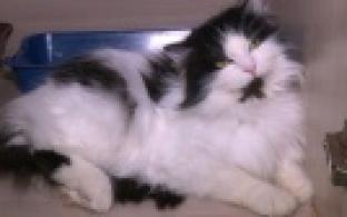 Ищу тебя, хозяин