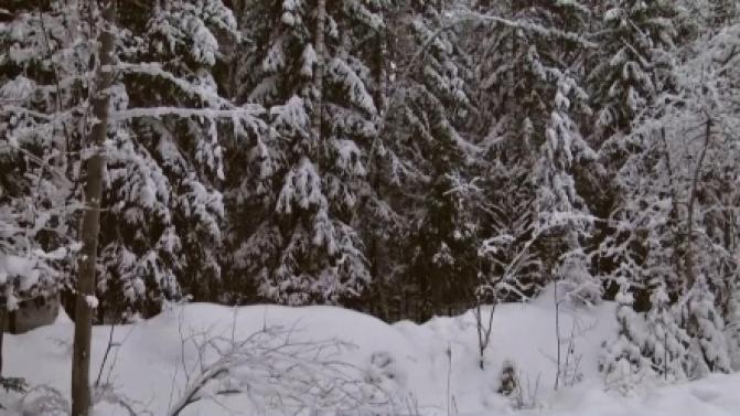 Лесной фонд обследуют с помощью космической съёмки