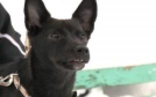 Ищу тебя, хозяин