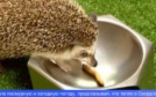 Сегодня отмечается Международный день ежа