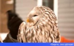 Продолжение истории раненой совы